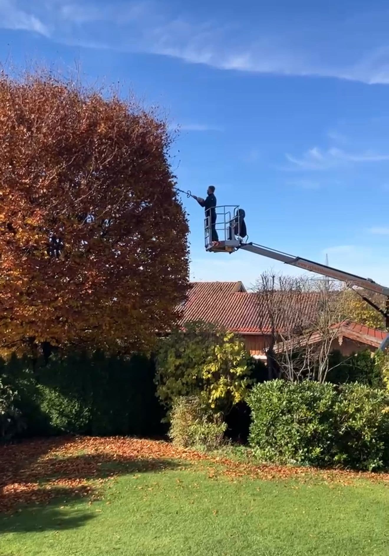 Professional tree climber on platform